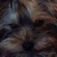 bethi